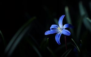 Preview wallpaper flower, macro, blue, bloom
