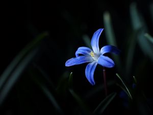 Preview wallpaper flower, macro, blue, bloom