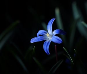 Preview wallpaper flower, macro, blue, bloom
