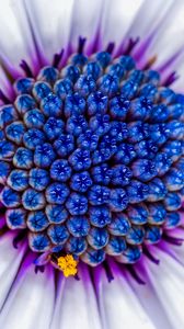 Preview wallpaper flower, macro, blue, purple
