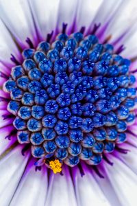 Preview wallpaper flower, macro, blue, purple