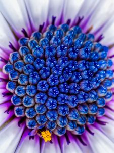 Preview wallpaper flower, macro, blue, purple