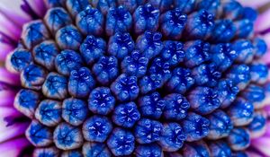 Preview wallpaper flower, macro, blue, purple