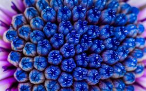 Preview wallpaper flower, macro, blue, purple