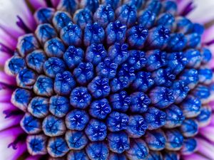 Preview wallpaper flower, macro, blue, purple