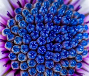 Preview wallpaper flower, macro, blue, purple