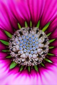 Preview wallpaper flower, macro, blur, focus, pink