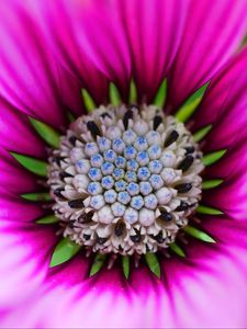 Preview wallpaper flower, macro, blur, focus, pink