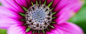 Preview wallpaper flower, macro, blur, focus, pink