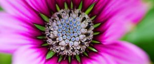 Preview wallpaper flower, macro, blur, focus, pink