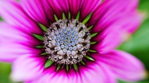 Preview wallpaper flower, macro, blur, focus, pink