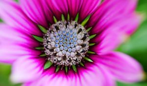 Preview wallpaper flower, macro, blur, focus, pink