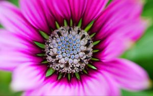 Preview wallpaper flower, macro, blur, focus, pink