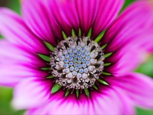 Preview wallpaper flower, macro, blur, focus, pink