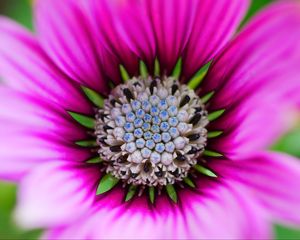 Preview wallpaper flower, macro, blur, focus, pink