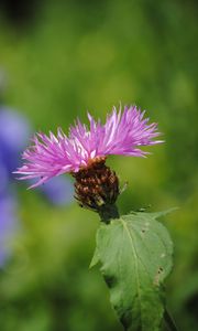 Preview wallpaper flower, macro, blurring