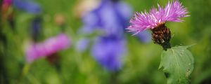 Preview wallpaper flower, macro, blurring