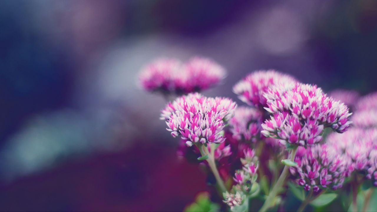 Wallpaper flower, macro, blurring