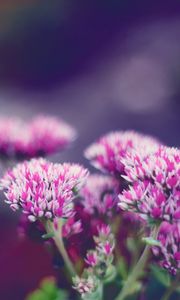 Preview wallpaper flower, macro, blurring