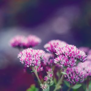 Preview wallpaper flower, macro, blurring