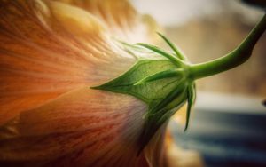 Preview wallpaper flower, macro, bud, petals