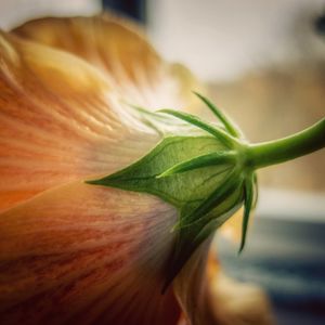 Preview wallpaper flower, macro, bud, petals