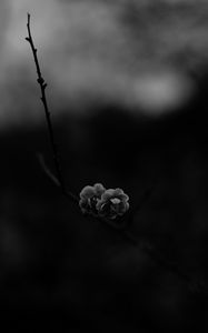 Preview wallpaper flower, macro, bw, branch, bloom, spring, dark