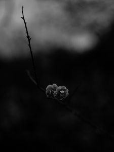 Preview wallpaper flower, macro, bw, branch, bloom, spring, dark