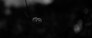 Preview wallpaper flower, macro, bw, branch, bloom, spring, dark