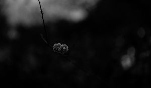 Preview wallpaper flower, macro, bw, branch, bloom, spring, dark