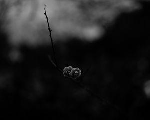 Preview wallpaper flower, macro, bw, branch, bloom, spring, dark