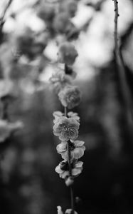 Preview wallpaper flower, macro, bw, flowering, branch, spring