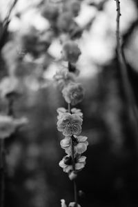 Preview wallpaper flower, macro, bw, flowering, branch, spring