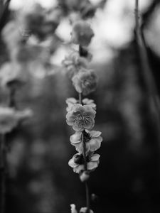 Preview wallpaper flower, macro, bw, flowering, branch, spring