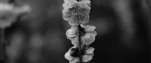 Preview wallpaper flower, macro, bw, flowering, branch, spring