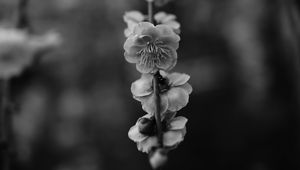 Preview wallpaper flower, macro, bw, flowering, branch, spring