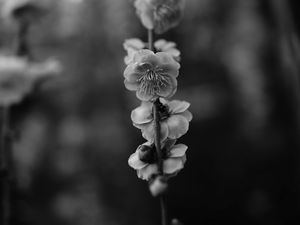 Preview wallpaper flower, macro, bw, flowering, branch, spring