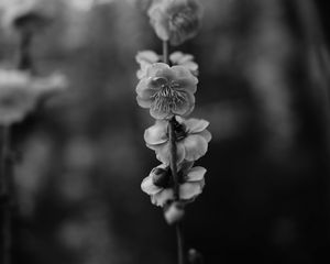 Preview wallpaper flower, macro, bw, flowering, branch, spring