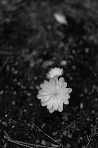 Preview wallpaper flower, macro, bw, bloom, white