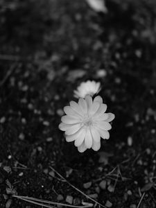 Preview wallpaper flower, macro, bw, bloom, white