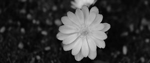 Preview wallpaper flower, macro, bw, bloom, white