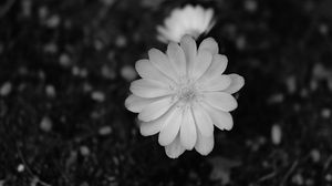 Preview wallpaper flower, macro, bw, bloom, white