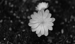 Preview wallpaper flower, macro, bw, bloom, white