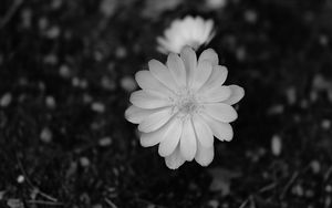 Preview wallpaper flower, macro, bw, bloom, white