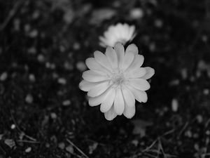Preview wallpaper flower, macro, bw, bloom, white