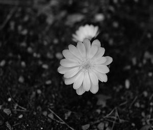 Preview wallpaper flower, macro, bw, bloom, white