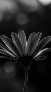 Preview wallpaper flower, macro, bw, closeup