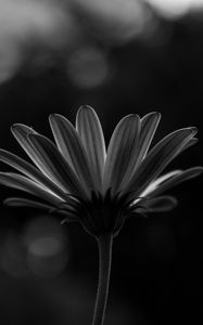 Preview wallpaper flower, macro, bw, closeup