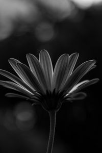 Preview wallpaper flower, macro, bw, closeup