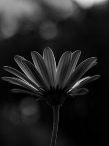 Preview wallpaper flower, macro, bw, closeup